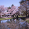 桜 #2