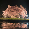 龍蔵桜＠長井市、山形県