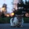 まがときねこ