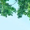 空と新緑