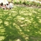 木陰の芝生で・・・