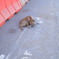 タイの犬 8匹目