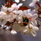 花粉集め