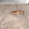 ベトナムの犬 7匹目