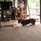 ベトナムの犬 8匹目