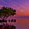 夕景の新緑