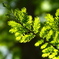 Metasequoia New Green