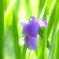 微笑み返し・華