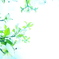 Spring Flowers 03
