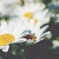 spring♪2015