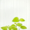 translucent green II
