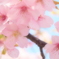 雪割桜