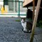 のらネコちゃん