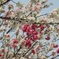 紅白の桜2