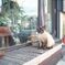 Okinawa cats