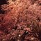 桜_T_IMG_4906_5D
