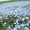 花の海