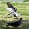 鳩