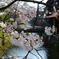 Gion Shirakawa, in Spring