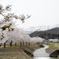 小川の桜並木