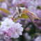 八重桜