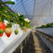 strawberry picking