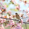 ノビ桜(*^-^*)