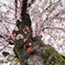生命力溢れる桜