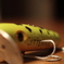 Frog Color