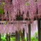 大町藤公園－５