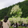 大町藤公園－６