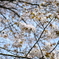 二十間道路桜並木