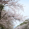 二十間道路桜並木2