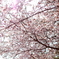 二十間道路桜並木4