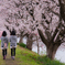 桜双子