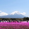 富士芝桜