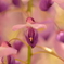藤の花．．．。