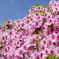 Rhododendron