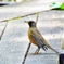 アカハラ♂