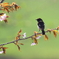 ノビォ桜(*^-^*)