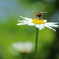 A bee and flower