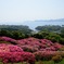 長串山公園から見たツツジと島々