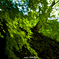 Japanese maple