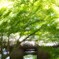 fresh green
