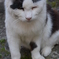 谷中銀座の猫ちゃん