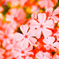 花柄
