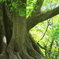 京都御苑　2
