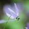 カタクリの花