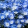 小さな花畑