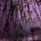 紫GURE(しぐれ)